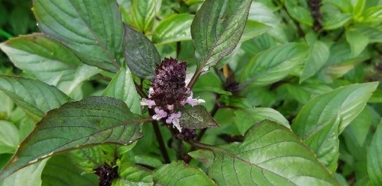 Basil is commonly used in cooking to make pesto, tomato sauces, or vinegars.