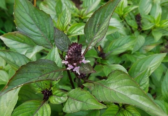 Healthy Tip of the Week – Herbs