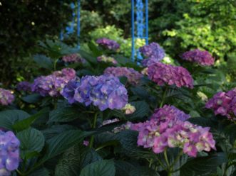 Bigleaf hydrangeas (Hydrangea macrophylla) develop flower buds on old wood.