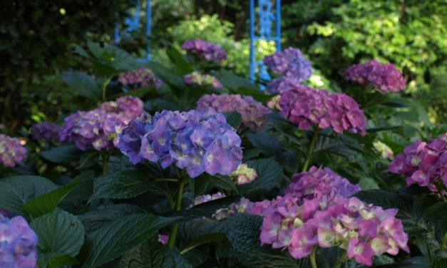 Pruning Hydrangeas