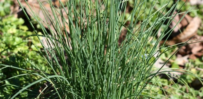 Chives: The chopped leaves and flowers of Chives (Allium schoenoprasum) are used in many recipes.
