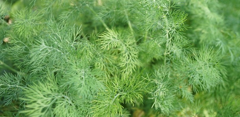 Dill is used to flavor many types of foods from meats to breads.