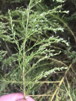 Dogfennel (Eupatorium capillifolium) has heavily dissected leaves, giving it a feathery look, along with greenish-white flowers. Adam Gore ©2019, Clemson Extension