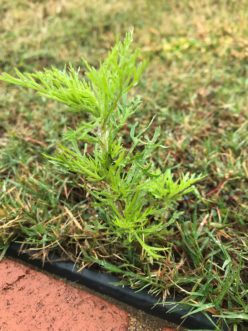 Dogfennel (Eupatorium capillifolium) seedlings can be easily pulled by hand due to little root development. Adam Gore ©2019, Clemson Extension