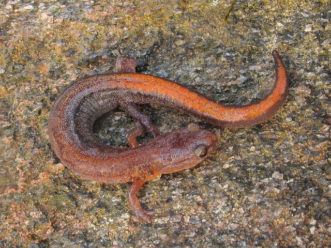 Figure 5: Webster's Salamander, although completely terrestrial, are found in forests bordering rocky, small order streams.