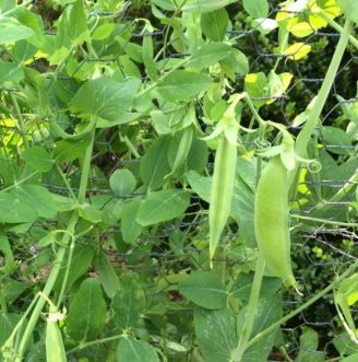 Garden peas (Pisum sativum) are cool-season crops.