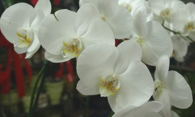 General Care for Phalaenopsis Orchids