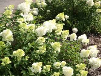 Panicle hydrangeas (Hydrangea paniculata) develop flower buds on new wood.