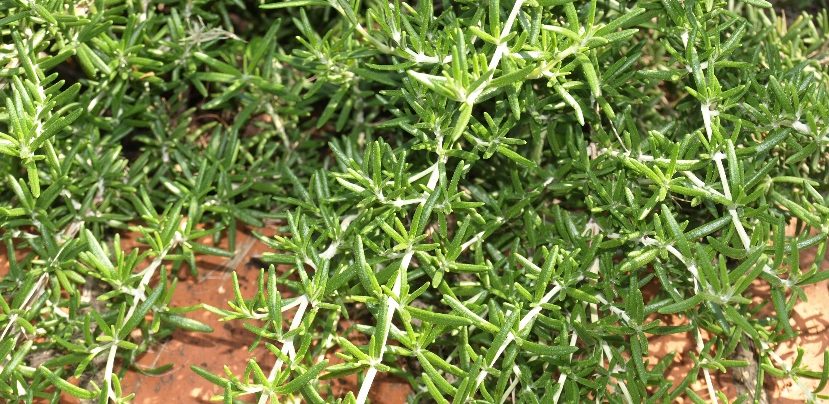 Rosemary (Salvia rosmarinus) has a strong, distinctive flavor and is used in many meat dishes.