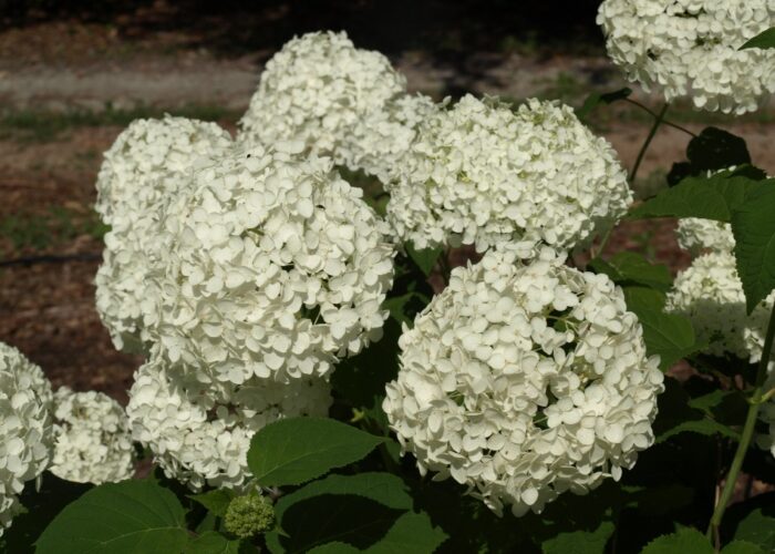 Smooth hydrangeas (Hydrangea arborescens) bloom on new wood; therefore, should be pruned just before new growth emerges in the spring.