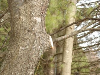 Is It Time To Prune My Trees And Shrubs?