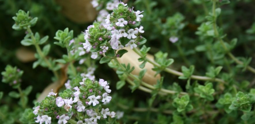 Thyme: Thyme (Thymus species) is widely used to season many different foods due to the wide variety of flavor varieties available.
