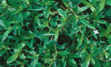Virginia Buttonweed