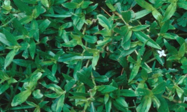 Virginia Buttonweed