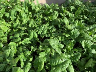 Spinach (Spinacia oleracea) can be planted in the Piedmont region from mid to late February and will tolerate freezing temperatures.