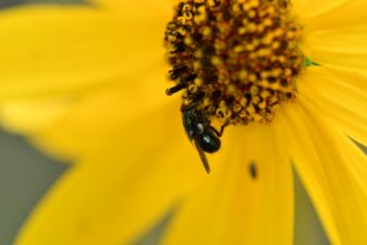 A parasitic fly (Tachinidae) feeding from a tickseed flower (Coreopsis sp.). 