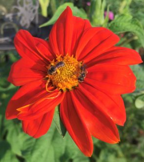 (Halictidae) collecting pollen from a Mexican Sunflower (Tithonia rotundifolia).