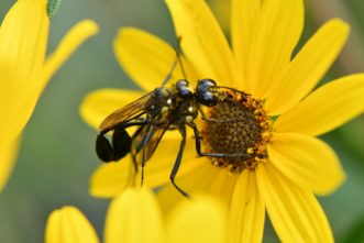 A mating couple of thread-waisted wasps (Sphecidae) on a swamp sunflower (Coreopsis angustifolia).