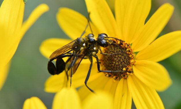 The Buzz About Pollinators