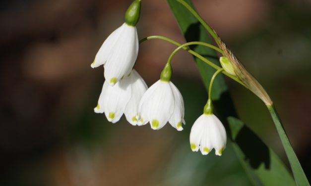 February Week 1 Garden Photos