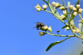 A flower fly (Syrphidae) refueling on a flower of a groundsel tree (Baccharis halimifolia).