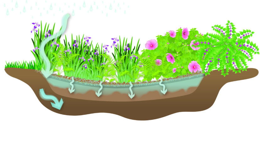 Figure 1: Rain gardens are landscaped depressions that receive stormwater runoff and allow the water to infiltrate the soil slowly, eventually reaching the groundwater table.