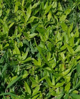A close-up of some green leaves Description automatically generated with low confidence