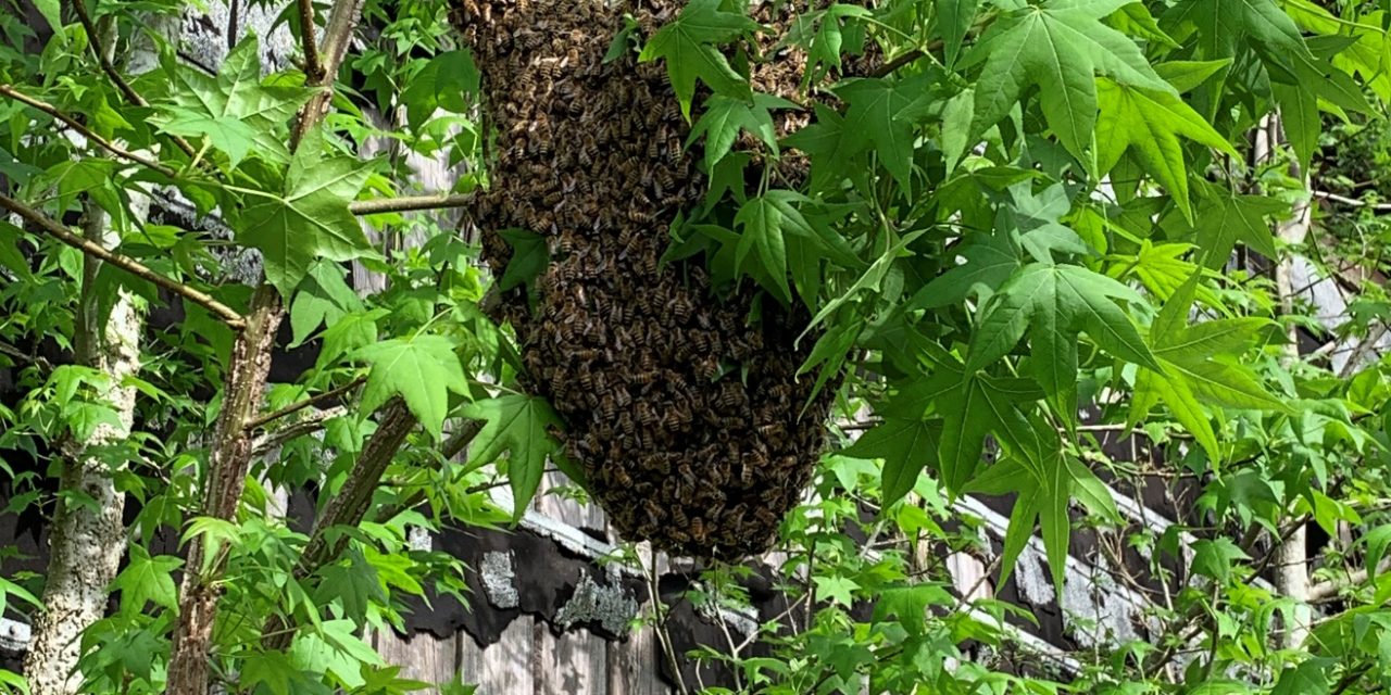 A swarm of honey bees clustered on a sweetgum tree near Conway, SC. Tim Howell, ©South Carolina Blackwater Beekeepers Association.