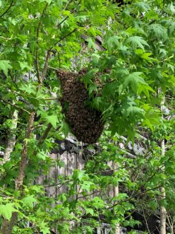 A swarm of honey bees clustered on a sweetgum tree near Conway, SC.