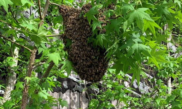 Frequently Asked Questions About Honey Bee Swarms