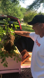 Aric Black, a Pickens county beekeeper, introducing a swarm to a new home.