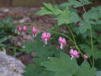 Asian bleeding hearts (Lamprocapnos spectabilis) have delicate, heart-shaped pink flowers with white inner petals that give the plants their common name.