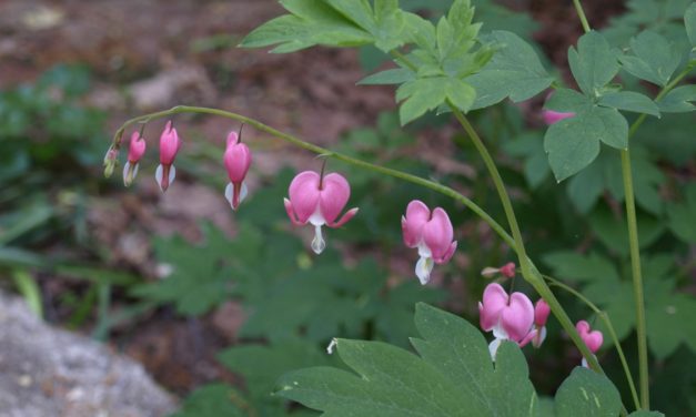 Perennial Selections for Shade Gardens