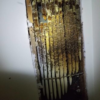 Bees and honeycomb that were found in the wall of a home.