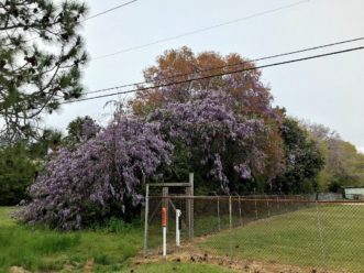 Chinese and Japanese wisteria infestations are common along roadsides, forest edges, ditches, and rights of way. This strip of vegetation beside the Pee Dee State Farmer’s Market is heavily infested with these aggressive growers.