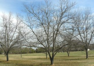 Fertilizer should be applied evenly beneath the canopy of the tree