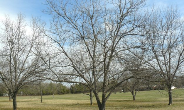 Tips for Fertilizing Pecan Trees