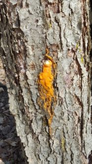 Fusicolla orange slime flow is beginning from a wound on a river birch tree growing at the State Botanical Garden in Clemson.