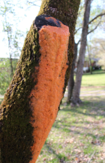 Here is a close up of the pruned limb, and as the sap was rising in spring, the fungus colonized the leaking sugary sap.