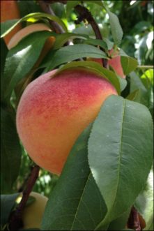 Peach trees do not produce fruit during the first two years after planting.