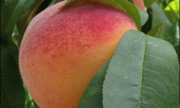 Fertilization of Peach Trees