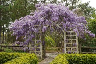 The cascading flowers of the native American wisteria (Wisteria frustecenes ‘Amethyst Falls’) can make a bold statement on arbors and trellises.