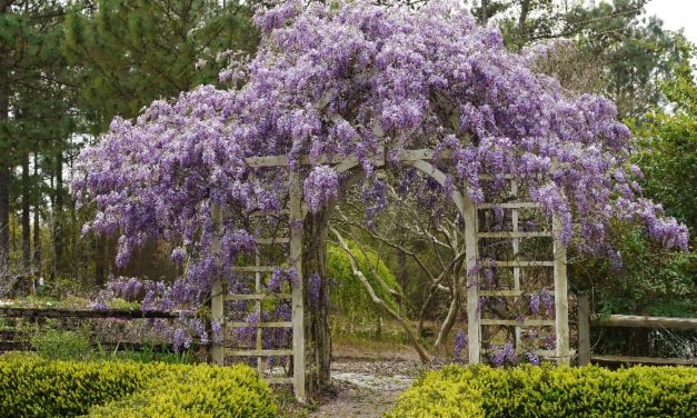 When It Comes To Plants, Looks Can Be Deceiving