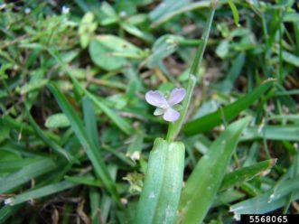 The flowers of doveweed have three lavender petals and three green sepals. Close-up of Bugwood photo 5568065. Rebekah D. Wallace, University of Georgia, Bugwood.org