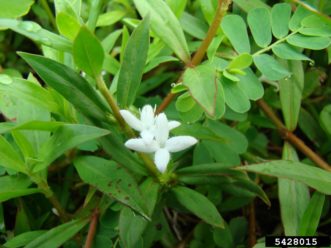 The flowers of Virginia buttonweed (Diodia virginiana) are tubular, white, and have four petals. Close-up of Bugwood photo 5428015. Rebekah D. Wallace, University of Georgia, Bugwood.org