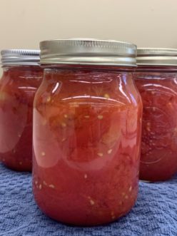 Tomato halves just out of the canner.