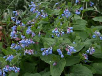 Virginia bluebells (Mertensia virginica) are shade-loving, native wildflowers.