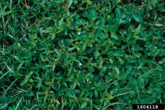 Virginia buttonweed (Diodia virginiana) is a mat-forming perennial that thrives in poorly drained areas or under excessively moist soil conditions in lawns. Leaves are lance-shaped and dark green. Close-up of Bugwood photo 1604118. John Ruter, University of Georgia, Bugwood.org