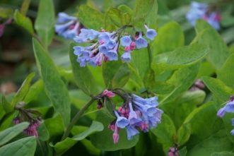 In the early spring, the pink flower buds emerge in drooping clusters and turn a beautiful soft blue as the bell-shaped flowers mature.