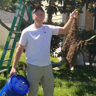 Charleston Area beekeeper, James Craig, collecting a swarm from a loquat tree. James Craig, ©South Carolina Charleston Area Beekeepers Association
